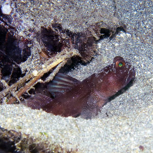 Cryptocentrus fasciatus 印度尼西亚 Indonesia , 北马鲁古 North Maluku , 巴占群岛 Bacan Islands @LazyDiving.com 潜水时光