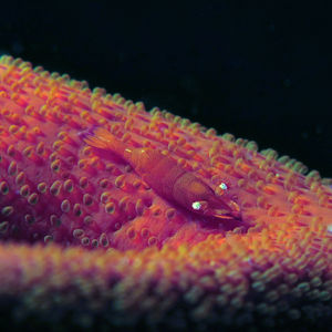 Zenopontonia soror 印度尼西亚 Indonesia , 马鲁古 Maluku , 安汶 Ambon @LazyDiving.com 潜水时光