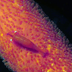 Zenopontonia soror 印度尼西亚 Indonesia , 马鲁古 Maluku , 安汶 Ambon @LazyDiving.com 潜水时光