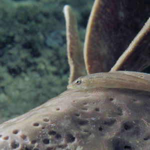 Phyllogobius platycephalops 印度尼西��亚 Indonesia , 安汶 Ambon @LazyDiving.com 潜水时光