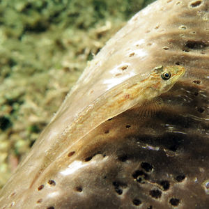 Phyllogobius platycephalops 印度尼西亚 Indonesia , 马鲁古 Maluku , 安汶 Ambon @LazyDiving.com 潜水时光