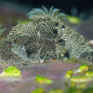 Doriprismatica stellata 印度尼西亚 Indonesia , 托吉安群岛 Togian , Bomba @LazyDiving.com 潜水时�光