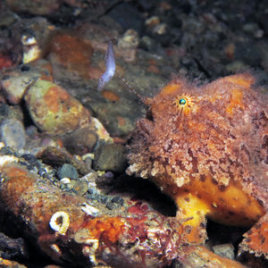 Antennarius striatus 印度尼西亚 Indonesia , 马鲁古 Maluku , 安汶 Ambon @LazyDiving.com 潜水时光