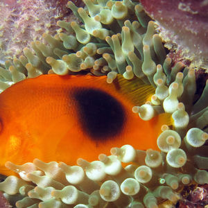 Amphiprion ephippium 泰国 Thailand , 攀牙湾 Phang Nga Bay @LazyDiving.com 潜水时光