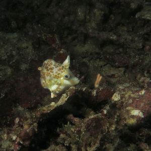 Acreichthys tomentosus 印度尼西亚 Indonesia , 科莫多 Komodo @LazyDiving.com 潜水时光