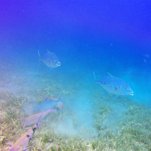 Carangoides fulvoguttatus 埃及 Egypt , 达哈卜  Dahab @LazyDiving.com 潜水时光