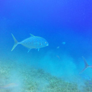 Carangoides fulvoguttatus 埃及 Egypt , 达哈卜  Dahab @LazyDiving.com 潜水时光