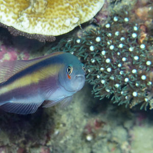 Pseudochromis bitaeniatus 印度尼西亚 Indonesia , 托吉安群岛 Togian , Una Una @LazyDiving.com 潜水时光