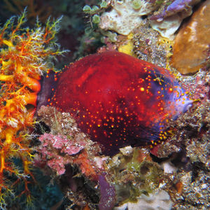 Pseudocolochirus violaceus 印度尼西亚 Indonesia , 阿洛群岛 Alor @LazyDiving.com 潜水时光