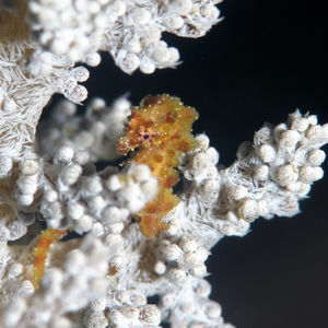 Hippocampus waleananus 印度尼西亚 Indonesia , 托吉安群岛 Togian , Kadidiri @LazyDiving.com 潜水时光