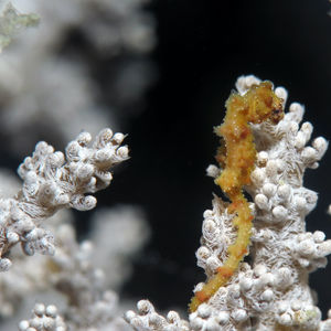 Hippocampus waleananus 印度尼西亚 Indonesia , 托吉安群岛 Togian , Kadidiri @LazyDiving.com 潜水时光