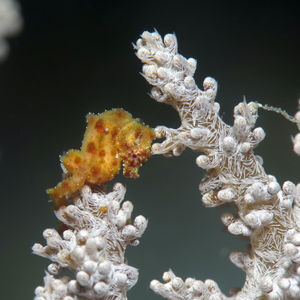 Hippocampus waleananus 印度尼西亚 Indonesia , 托吉安群岛 Togian , Kadidiri @LazyDiving.com 潜水时光