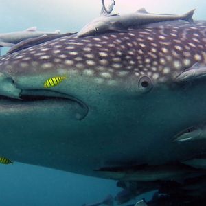 Rhincodon typus 印度尼西亚 Indonesia , 海神湾 Triton Bay @LazyDiving.com 潜水时光