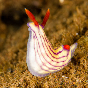 Hypselodoris whitei 印度尼西亚 Indonesia , 巴厘岛 Bali , 图蓝本 Tulamben @LazyDiving.com 潜水时光