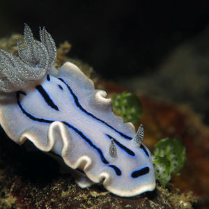 Chromodoris willani 印度尼西亚 Indonesia , 北苏拉威西 North Sulawesi , 邦卡岛 Bangka @LazyDiving.com 潜水时光