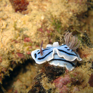 Chromodoris willani Chromodoris willani 马来西亚 Malaysia , 诗巴丹 Sipadan @LazyDiving.com 潜水时光