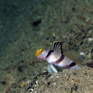 Stonogobiops xanthorhinica 印度尼西亚 Indonesia , 马鲁古 Maluku , 安汶 Ambon @LazyDiving.com 潜水时光