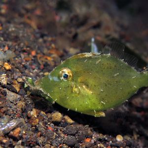 Acreichthys tomentosus Acreichthys tomentosus 茸鳞单棘鲀 Indonesia 印度尼西亚 Bali 巴厘岛 Amed Bay 巴厘岛艾湄湾 @LazyDiving.com 潜水时光