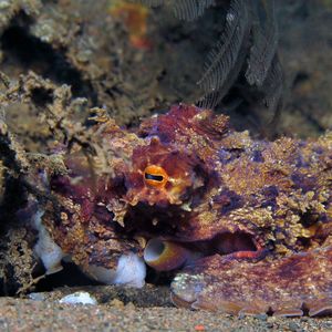 Abdopus aculeatus 印度尼西亚 Indonesia , 巴厘岛 Bali , 图蓝本 Tulamben @LazyDiving.com 潜水时光