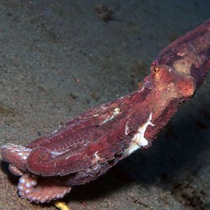 Abdopus aculeatus Abdopus aculeatus 刺断腕蛸 Indonesia 印度尼西亚 Bali 巴厘岛 Tulamben 图蓝本 @LazyDiving.com 潜水时光