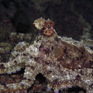 Abdopus aculeatus 印度尼西亚 Indonesia , 巴厘岛 Bali , 艾湄湾 Amed Bay @LazyDiving.com 潜水时光