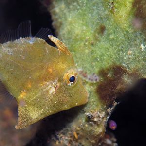 Acreichthys tomentosus 印度尼西亚 Indonesia , 巴厘岛 Bali , 艾湄湾 Amed Bay @LazyDiving.com 潜水时光