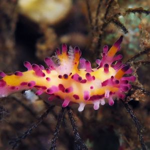 Aegires villosus 印度��尼西亚 Indonesia , 巴厘岛 Bali , 图蓝本 Tulamben @LazyDiving.com 潜水时光