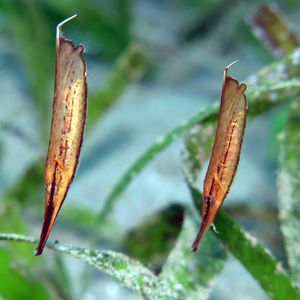 Aeoliscus strigatus Aeoliscus strigatus 刀片鱼 Philippines 菲律宾 Dumaguete 杜马盖地 @LazyDiving.com 潜水时光