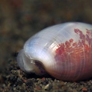 Aliculastrum cylindricum 印度尼西亚 Indonesia , 巴厘岛 Bali , 艾湄湾 Amed Bay @LazyDiving.com 潜水时光