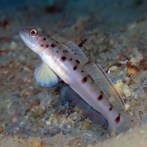 Vanderhorstia ambanoro 东帝汶 Timor-Leste @LazyDiving.com 潜��水时光