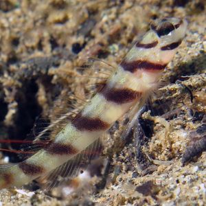 Amblyeleotris diagonalis 印度尼西亚 Indonesia , 安汶 Ambon @LazyDiving.com 潜水时光