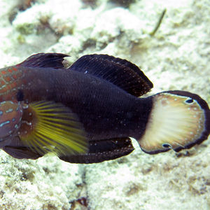 Amblygobius phalaena Amblygobius phalaena 尾斑钝虾虎鱼 Philippines 菲律宾 Anilao 阿尼洛 @LazyDiving.com 潜水时光