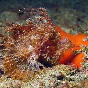 Pteroidichthys amboinensis 印度尼西亚 Indonesia , 安汶 Ambon @LazyDiving.com 潜水时光