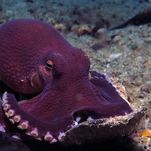 Amphioctopus marginatus 印度尼西亚 Indonesia , 安汶 Ambon @LazyDiving.com 潜水时光