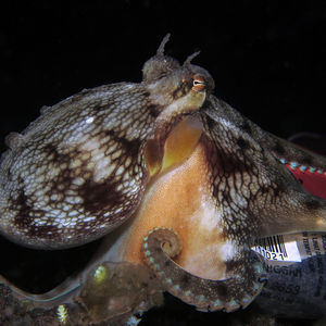 Amphioctopus marginatus 印度尼西亚 Indonesia , 巴厘岛 Bali , 艾湄�湾 Amed Bay @LazyDiving.com 潜水时光