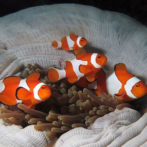 Amphiprion ocellaris Amphiprion ocellaris 公子小丑鱼 Indonesia 印度尼西亚 Raja Ampat 四王群岛 @LazyDiving.com 潜水时光