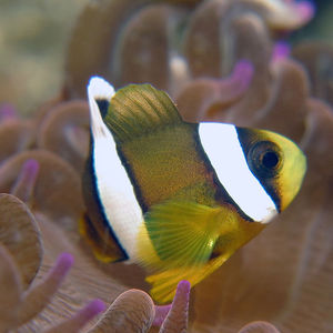 Amphiprion polymnus 印度尼西亚 Indonesia , 安汶 Ambon @LazyDiving.com 潜水时光