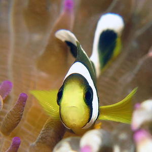 Amphiprion polymnus Amphiprion polymnus 鞍斑双锯鱼 Indonesia 印度尼西亚 Ambon 安汶 @LazyDiving.com 潜水时光