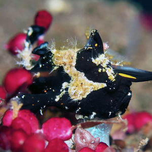 Antennarius maculatus 印度尼西亚 Indonesia , ��巴厘岛 Bali , 图蓝本 Tulamben @LazyDiving.com 潜水时光