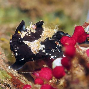 Antennarius maculatus 印度尼西亚 Indonesia , 巴厘岛 Bali , 图蓝本 Tulamben @LazyDiving.com 潜水时光