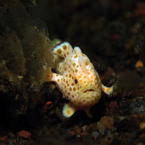 Antennarius pictus 印度尼西亚 Indonesia , 巴厘岛 Bali , 艾湄湾 Amed Bay @LazyDiving.com 潜水时光