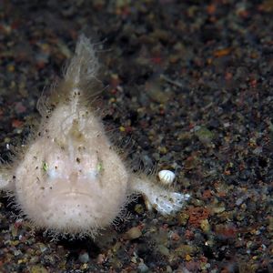 Antennarius striatus 印度尼西亚 Indonesia , 巴厘岛 Bali , 艾湄湾 Amed Bay @LazyDiving.com 潜水时光