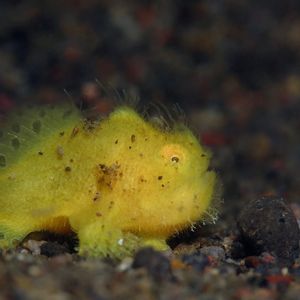 Antennarius striatus 印度尼西亚 Indonesia , 巴厘岛 Bali , 艾湄湾 Amed Bay @LazyDiving.com 潜水时光