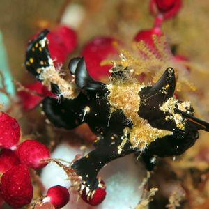 Antennarius maculatus Antennarius maculatus 大斑躄鱼 Indonesia 印度尼西亚 Bali 巴厘岛 Tulamben 图蓝本 @LazyDiving.com 潜水时光