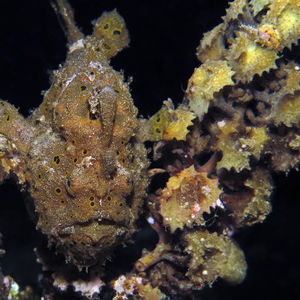 Antennarius maculatus 印度尼西亚 Indonesia , 安汶 Ambon @LazyDiving.com 潜水时光