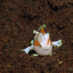 Antennarius maculatus 印度尼��西亚 Indonesia , 巴厘岛 Bali , 图蓝本 Tulamben @LazyDiving.com 潜水时光