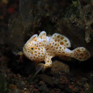 Antennarius pictus 印度尼西亚 Indonesia , 巴厘岛 Bali , 艾湄湾 Amed Bay @LazyDiving.com 潜水时光