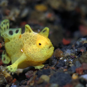 Antennarius pictus 印��度尼西亚 Indonesia , 巴厘岛 Bali , 艾湄湾 Amed Bay @LazyDiving.com 潜水时光