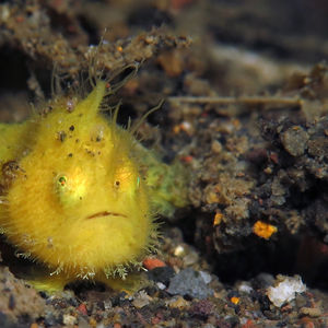 Antennarius striatus 印度尼西亚 Indonesia , 巴厘岛 Bali , 艾湄湾 Amed Bay @LazyDiving.com 潜水时光