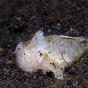 Antennarius striatus ��印度尼西亚 Indonesia , 巴厘岛 Bali , 艾湄湾 Amed Bay @LazyDiving.com 潜水时光